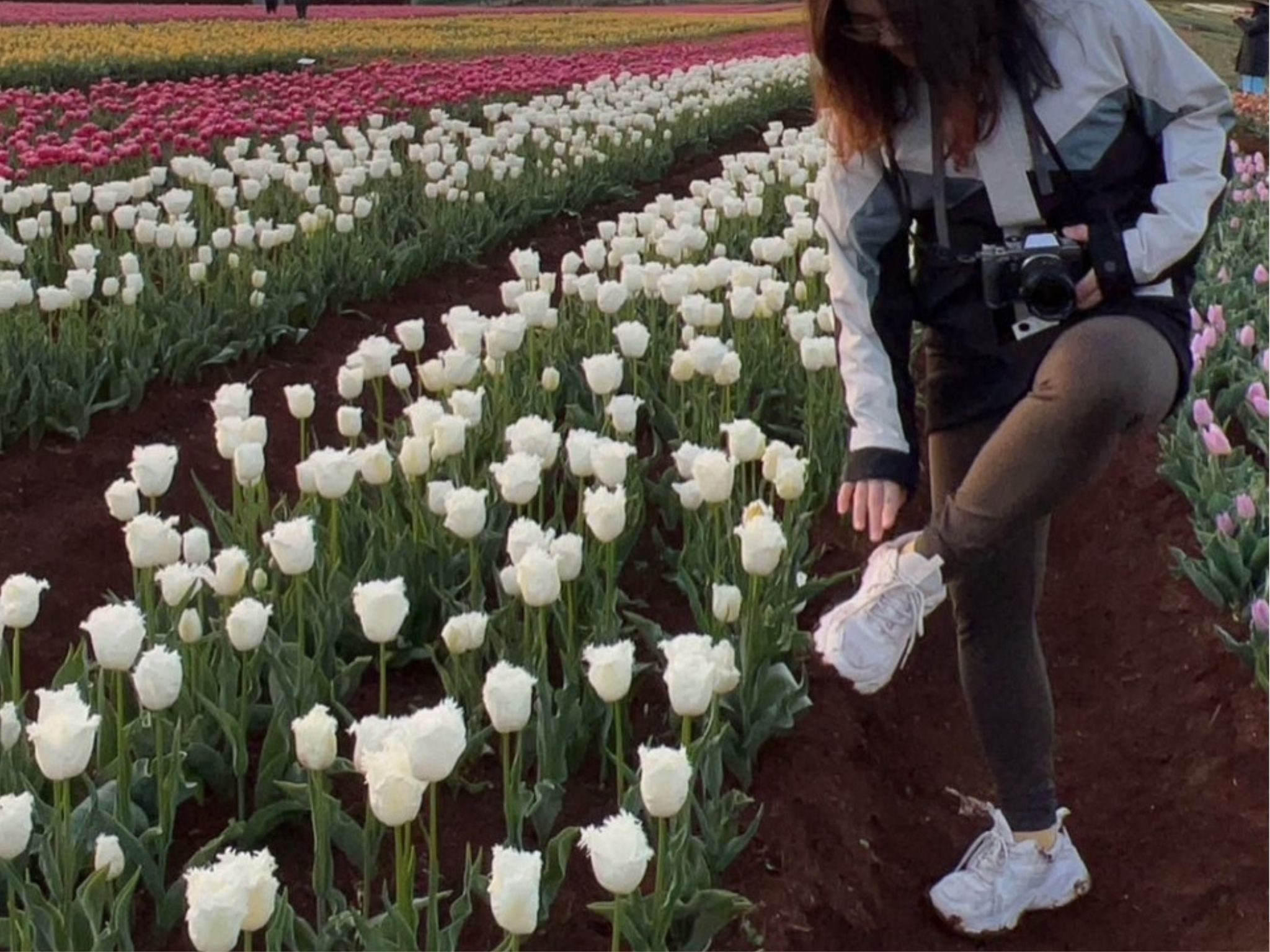 Table cape tulip farm 鬱金香農場 泥濘的土地