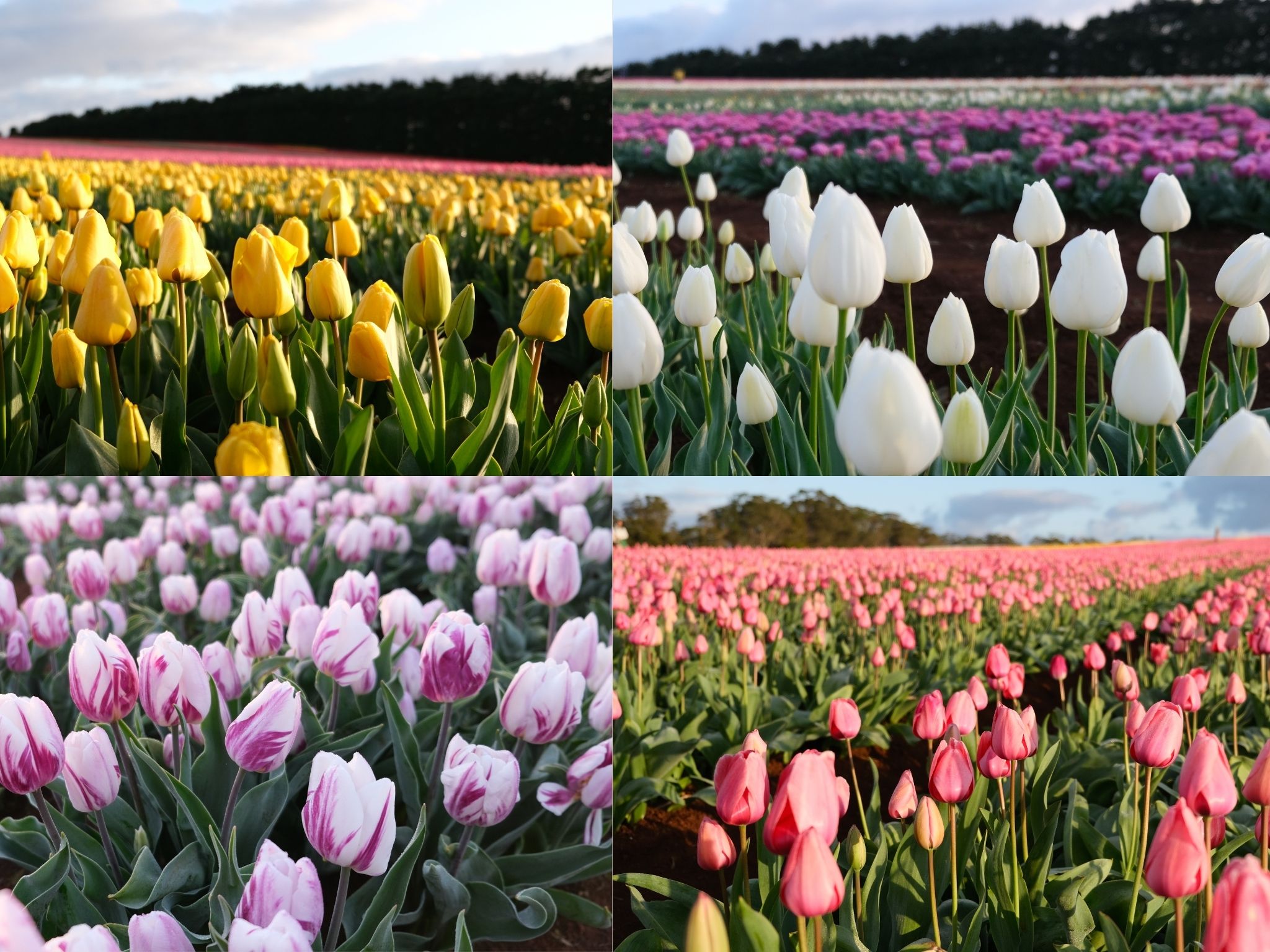 鬱金香花田